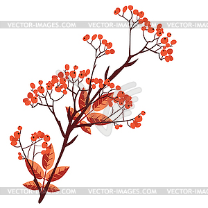 Branches of rowan - vector image