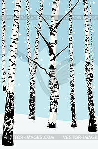 Winter birch trees - vector image