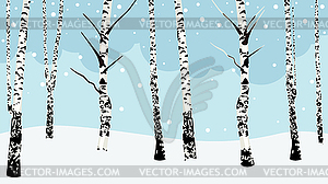 Winter birch trees - vector clipart