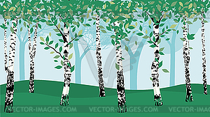 Summer birch trees - color vector clipart