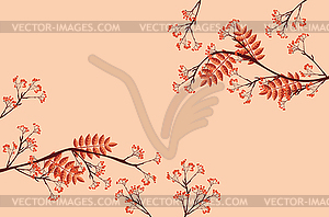 Branches of rowan - vector clipart