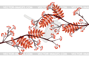 Branches of rowan - vector image