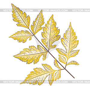 Vintage autumn yellow leaves - vector clipart