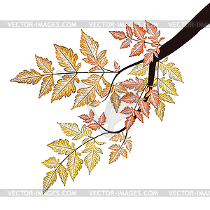 Branch with autumn leaves - vector clip art