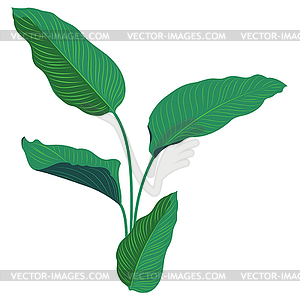 Big calathea leaves - vector image