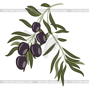 Dark olives on branch - royalty-free vector image