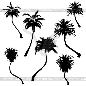 Tall palm trees silhouettes - royalty-free vector clipart