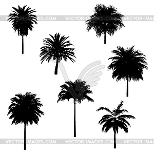 Palm trees black silhouette - vector image