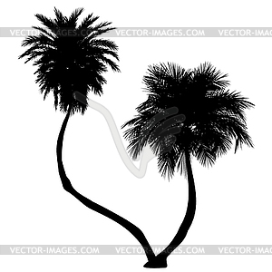 Two palm trees silhouettes - vector clipart