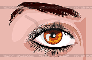 Brown female eye with long eyelashes - vector EPS clipart