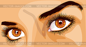 Brown eyes with long eyelashes - vector clipart