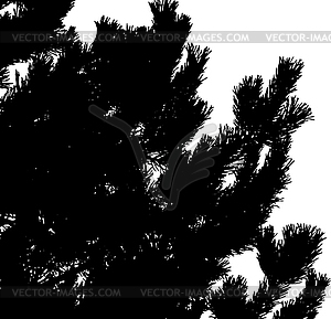 Pine tree branches silhouette - vector clip art