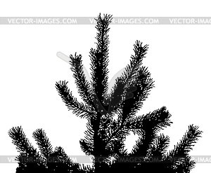 Pine tree branches silhouette - white & black vector clipart