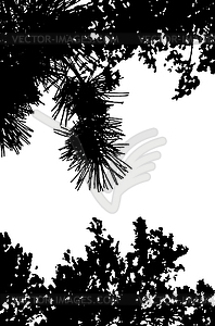 Pine tree branches silhouette - royalty-free vector image