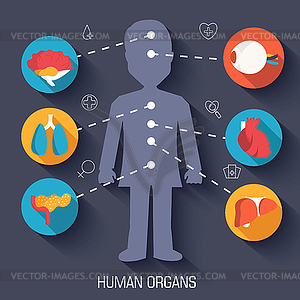 Flat human organs icons concept. background - vector clip art