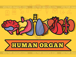 Set flat human organs icons concept - vector clipart