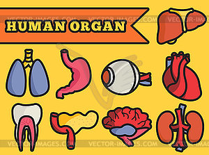 Набор плоские человеческие органы иконы концепции - векторное изображение