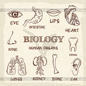 Human organs in sketches style set - vector EPS clipart