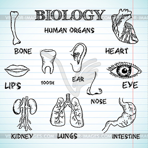 Human organs in sketches style set - vector EPS clipart