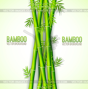 Bamboo background concept - vector image