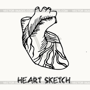 Human heart - vector clip art