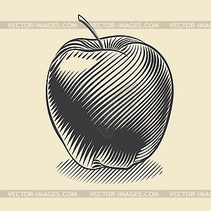 Apple - vector image