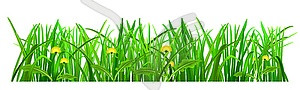 Green grass - color vector clipart