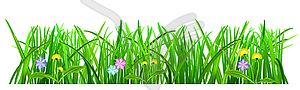 Green grass - vector clipart