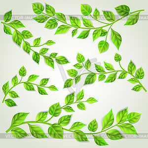 Set of branches with green leaves - vector clip art