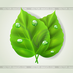 Two green leaves - vector image