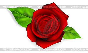 Red rose - vector image