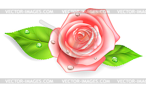 Pink rose with drops - vector clipart