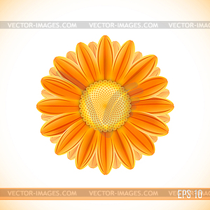 Orange gerbera flower - vector image