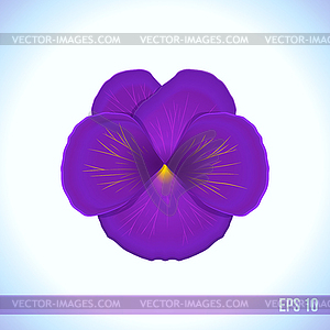 Head of violet viola flower - stock vector clipart