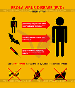 Ebola transmission infographic - vector image