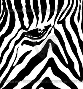 Zebra - vector clipart