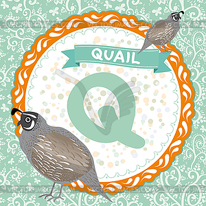 ABC animals Q is quail. Childrens english alphabet - royalty-free vector image