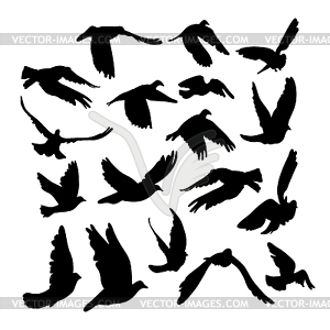 Doves and pigeons set for peace concept and - vector image