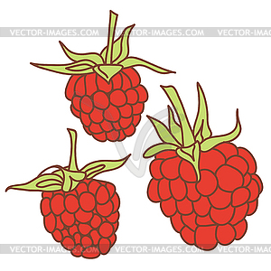 Ripe raspberry . Sketch, hand-drawn - vector clip art