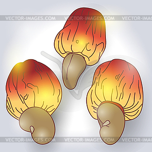 Cashew nut and fruit freehand drawing - vector clip art