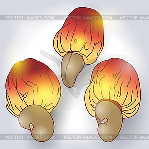 Кешью и рисунок от руки плоды - векторная графика