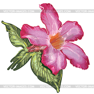 Adenium Desert Rose flower and leaves. Sketch - vector clipart