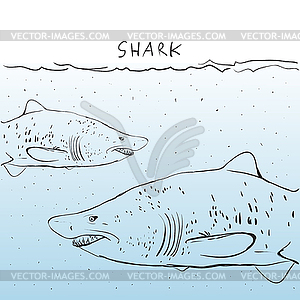 Two Great White Shark in water. Sketch. Black - vector clip art