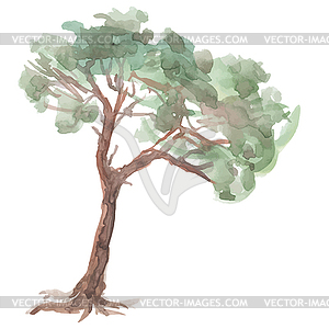 Pine tree. Watercolor. Sketch - vector clip art