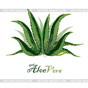 Watercolor background aloe leaves - vector clipart