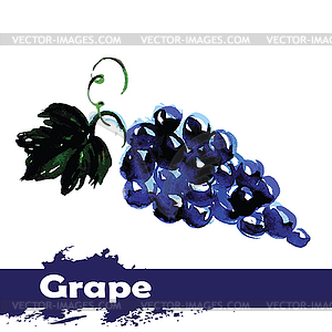 Watercolor painting. fruit grapes - vector clipart