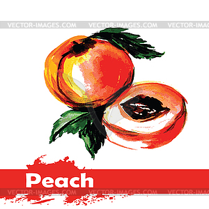 Watercolor painting. fruit peach - vector clip art