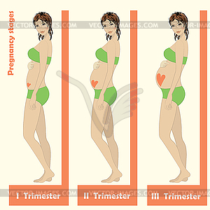 Beautiful pregnant woman.stages of pregnancy - vector clipart