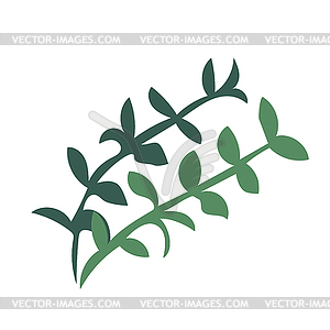 Thyme herb sprigs. Simple icon  - vector image