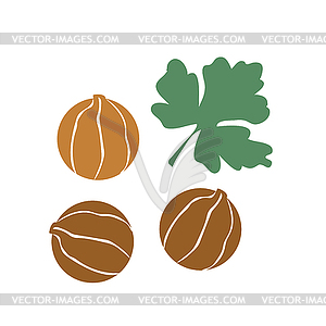 Coriander . spice object - vector clipart